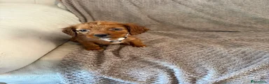 Cocker Spaniel 4