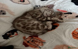 Bengal cats for sale: Male Snow bengal - Image 2