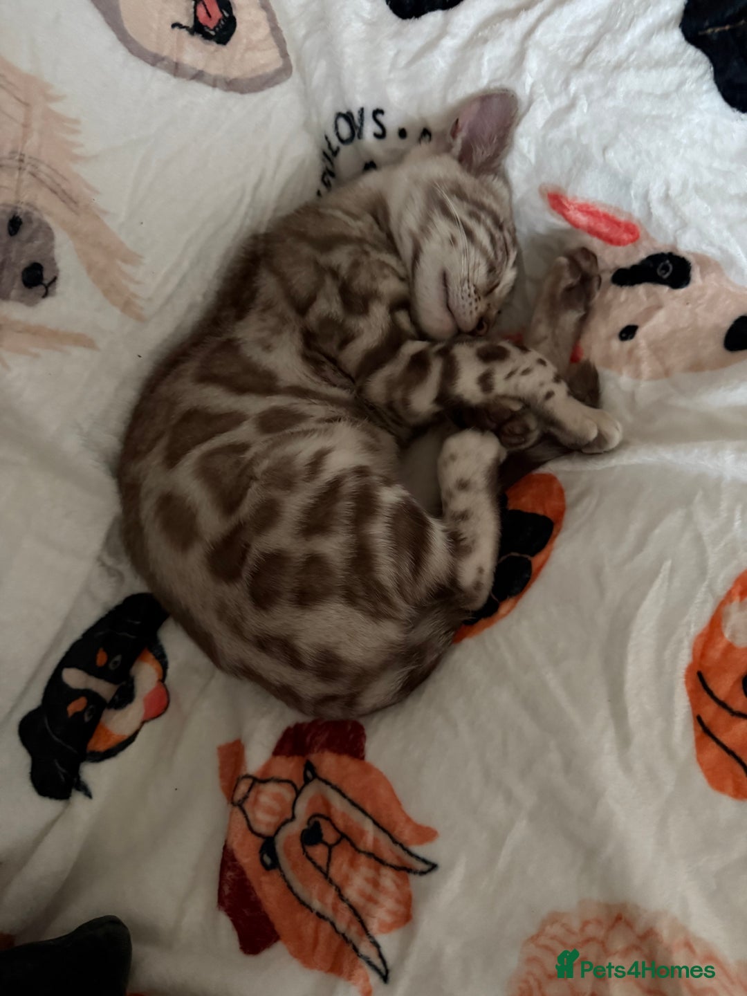 Bengal cats for sale: Male Snow bengal - Image 2