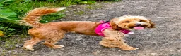 Cockapoo dogs for sale: F1B Toy cockapoo puppies in North East - Advert 6