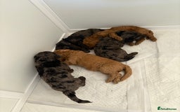 Cockapoo dogs for sale: F1bb mini cockapoo puppies  - Image 17