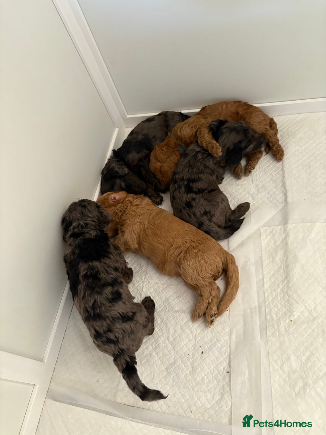 Cockapoo dogs for sale: F1bb mini cockapoo puppies  - Image 17