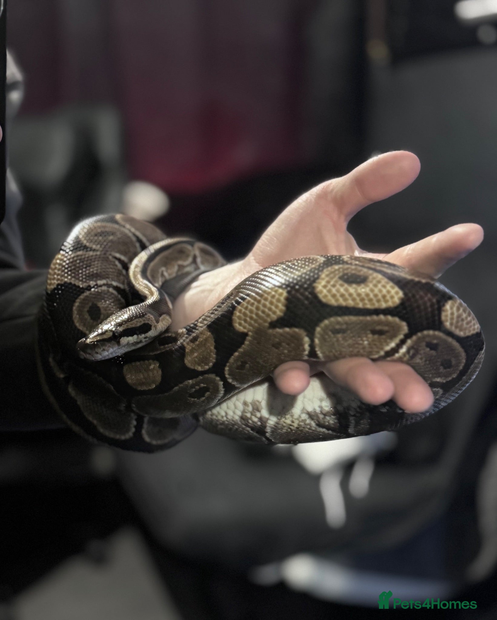 Python Snake reptiles Female Royal Ball Python + Full Enclosure Setup - Advert 1