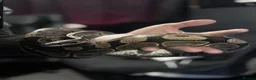 Python Snake reptiles for sale: Female Royal Ball Python + Full Enclosure Setup - Advert 1