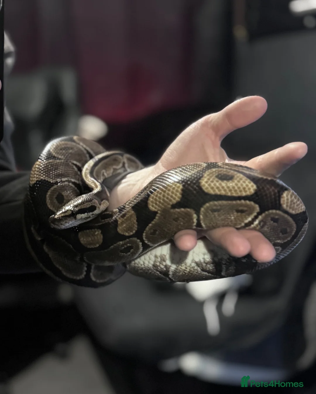 Python Snake reptiles for sale: Female Royal Ball Python + Full Enclosure Setup - Advert 1