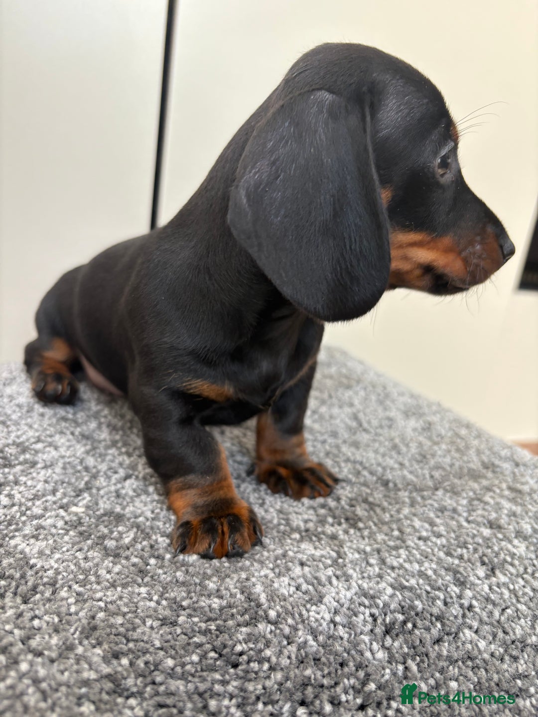 Miniature Dachshund dogs for sale: Black & Tan Minature Dachshunds⭐️ in Leicester - Image 4