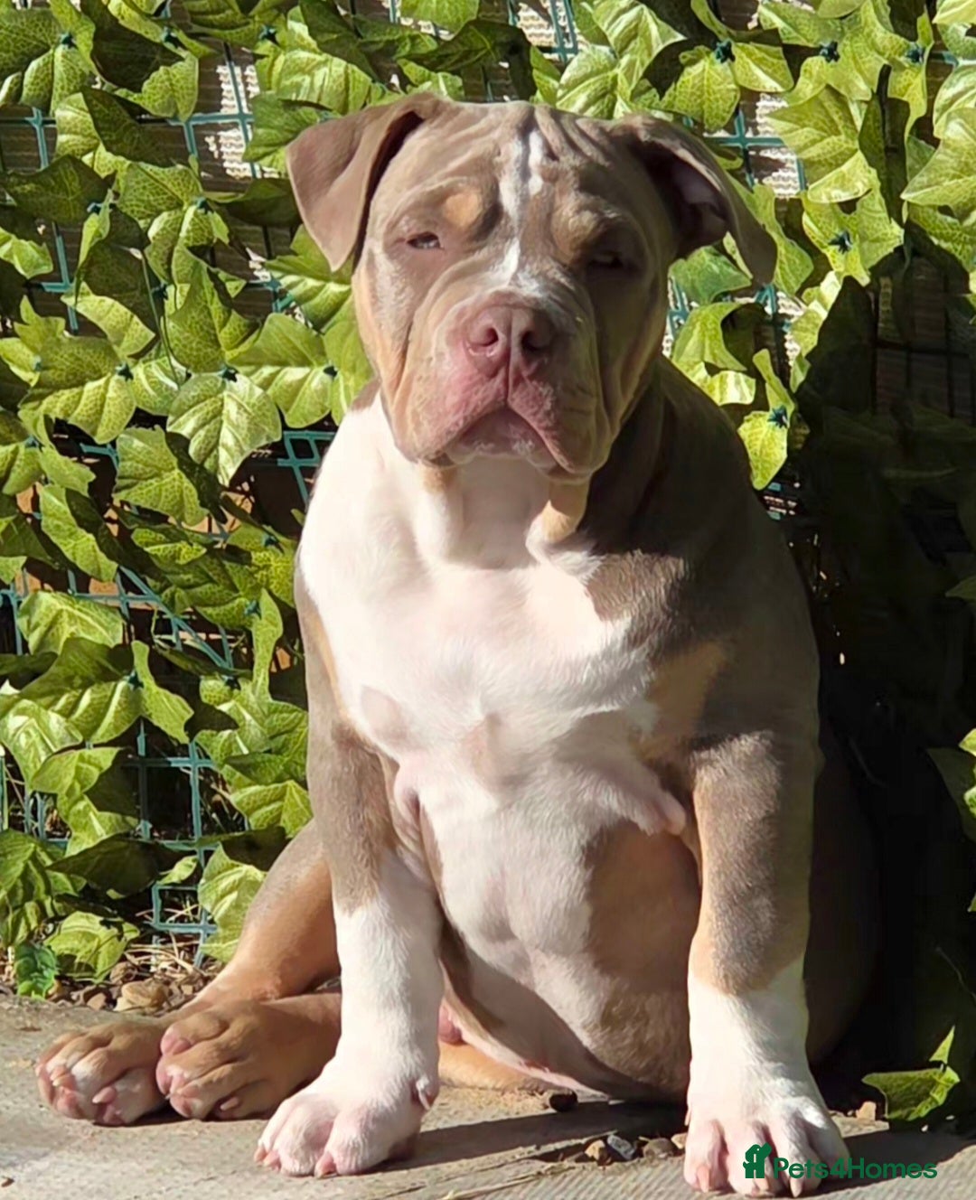 American Bully dogs for sale: Pocket Bully  - Advert 11