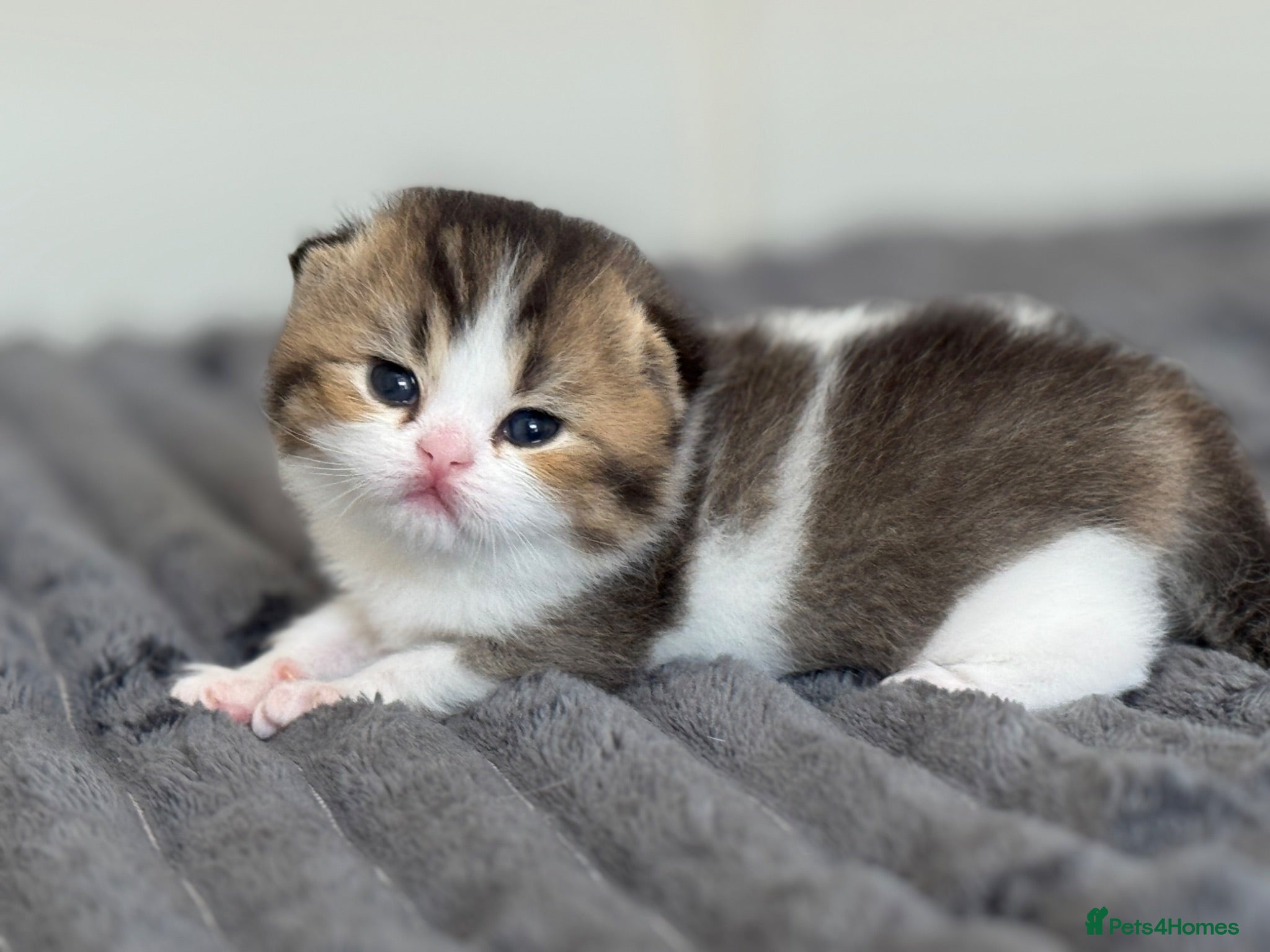 British Shorthair cats Brown Black ticked tabby white TICA reg - Advert 5
