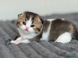 British Shorthair cats Brown Black ticked tabby white TICA reg - Advert 5