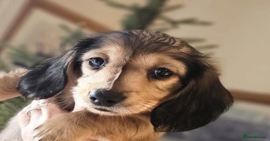 Miniature Dachshund dogs - Advert 3