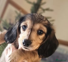 Miniature Dachshund dogs - Advert 16