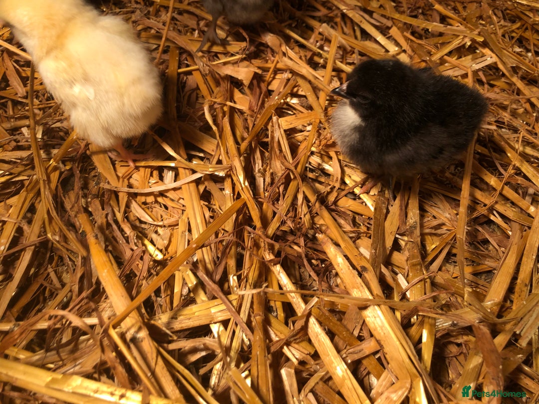 Chickens poultry for sale: Sexed pullet chicks. Blue, brown, white layer  - Advert 7