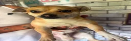 Jack Chi dogs for sale: male jack russel mixed with Chihuahua in Barnsley - Advert 2