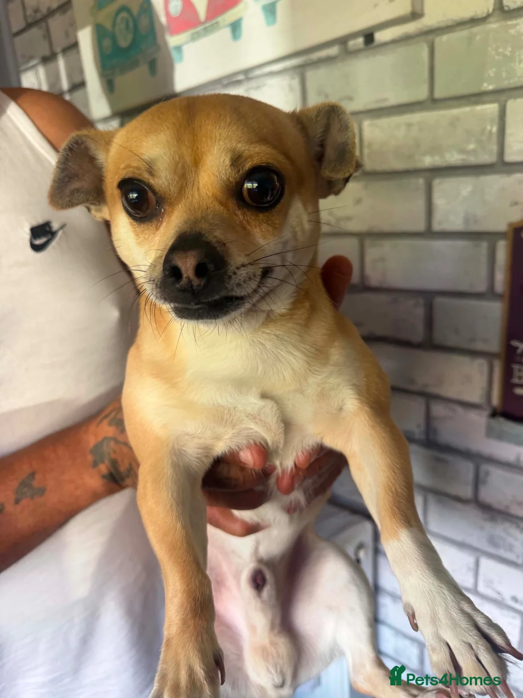 Jack Chi dogs for sale: male jack russel mixed with Chihuahua in Barnsley - Advert 2