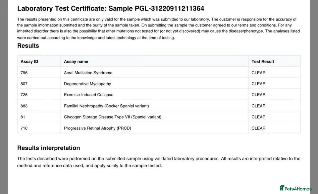 Cocker Spaniel dogs for sale: Stunning KC registered Cocker Spaniel Pups - Advert 12