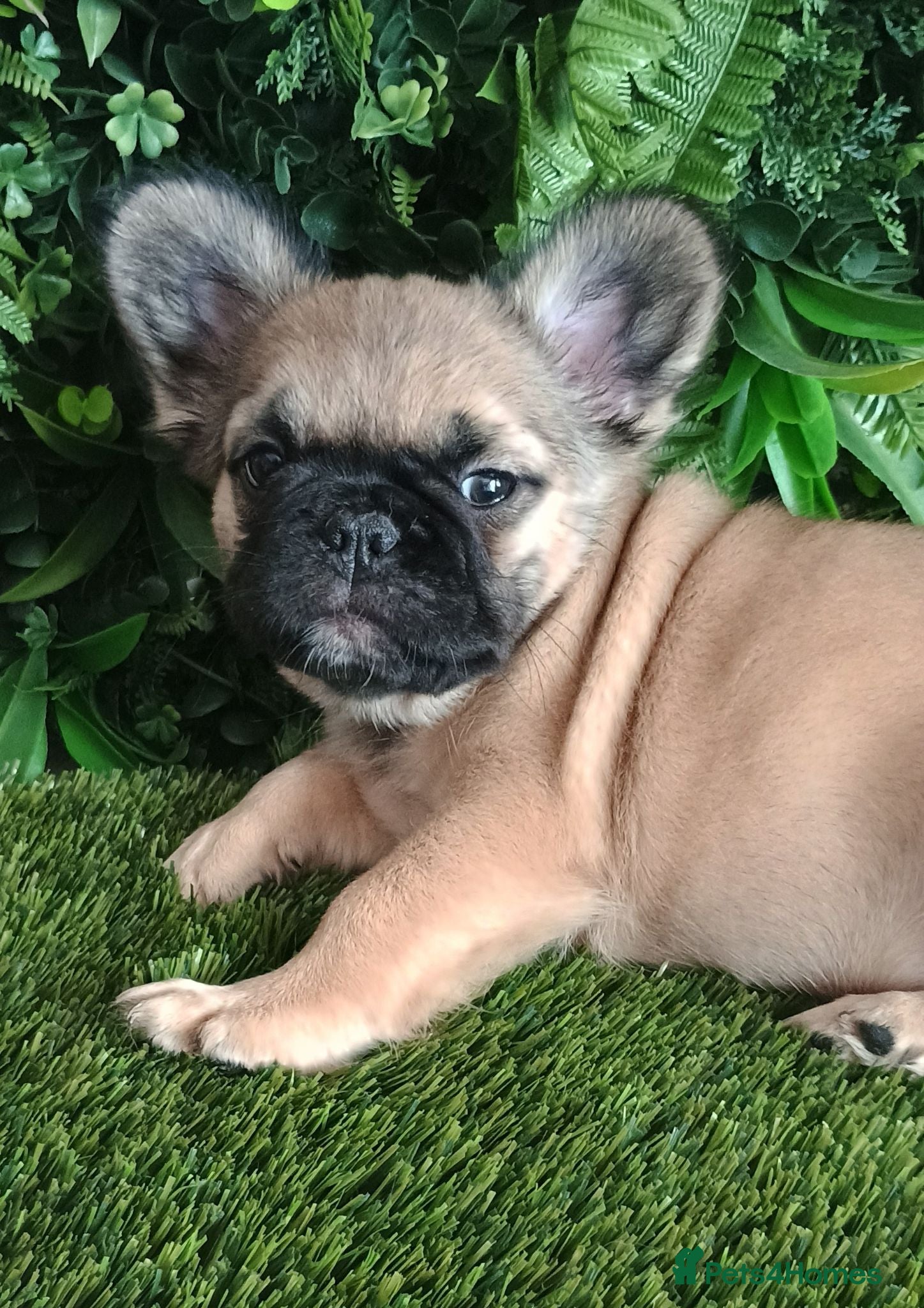 French Bulldog dogs Fluffy French Bulldog Puppies  - Advert 15
