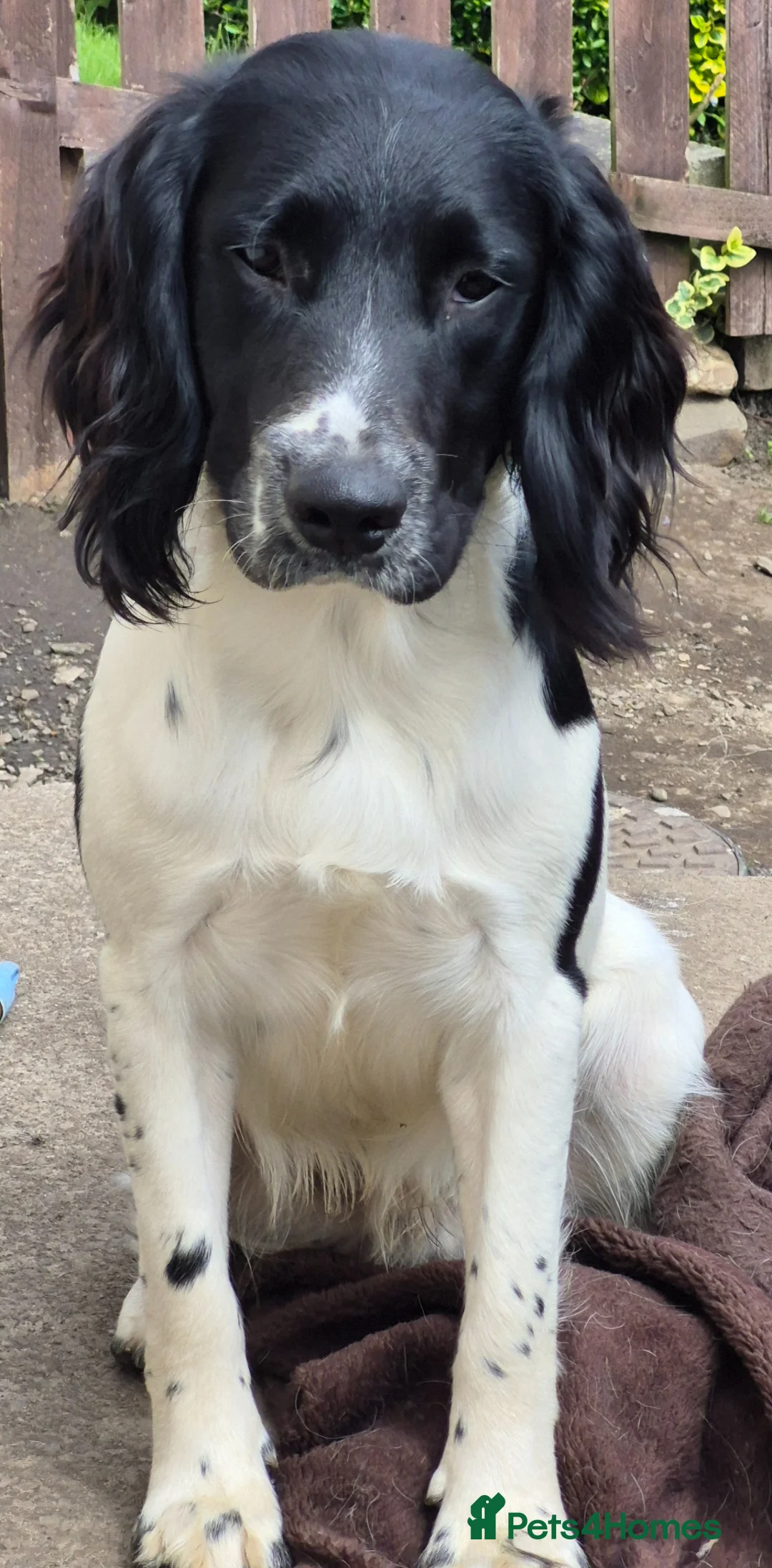 English Springer Spaniel dogs for stud: Black and white English springer spaniel for stud - Advert 6