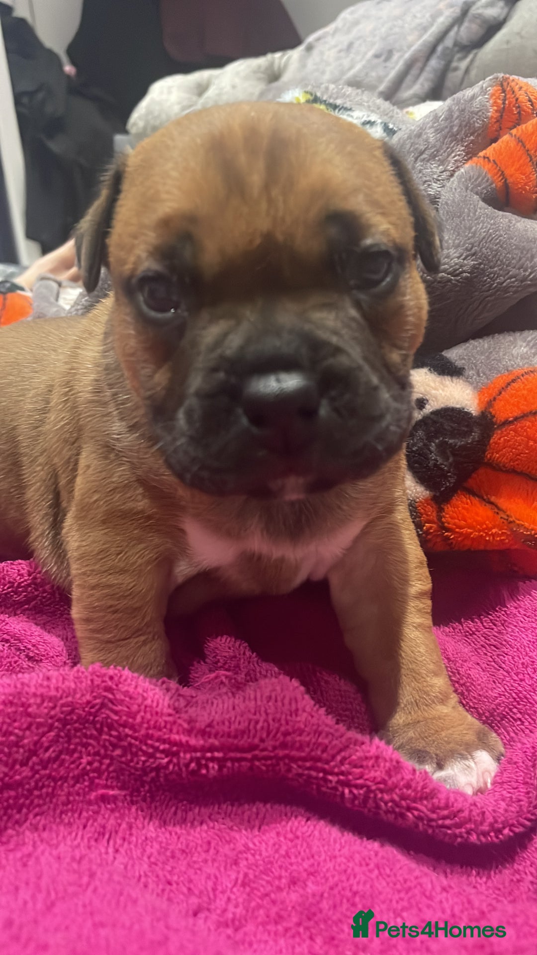 Staffordshire Bull Terrier dogs for sale: Beautiful chunky red staffys  - Advert 15