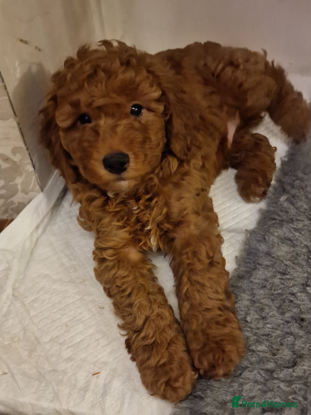 Cockapoo dogs for sale: Apricot coloured cockapoo boy - Advert 15