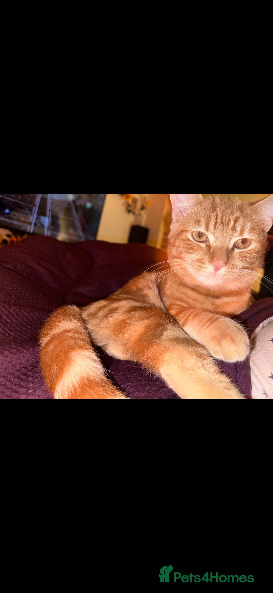 Persian cats for sale: Meet George! Looking for forever home! - Image 3