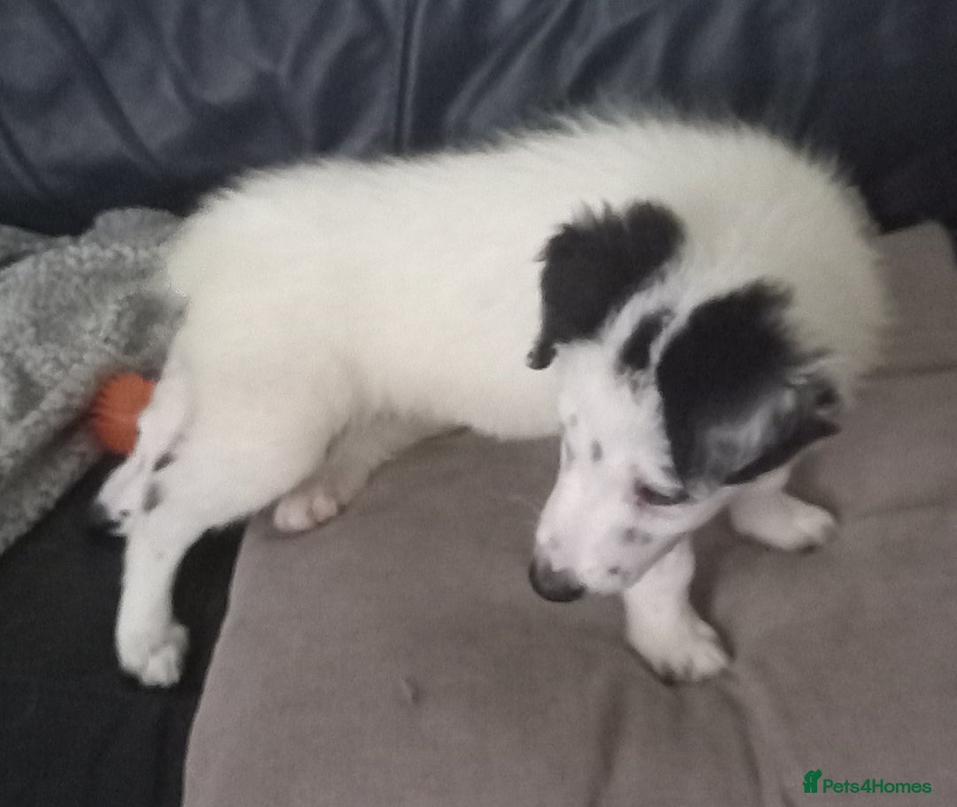 Border Collie dogs for sale: Beautiful Border Collie pups - Image 4