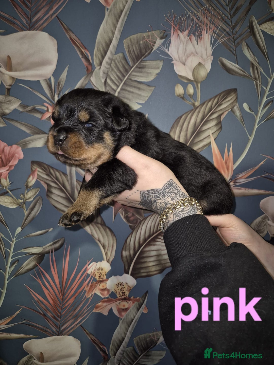 Rottweiler dogs for sale: Exceptional KC Registered Rottweiler - Advert 18