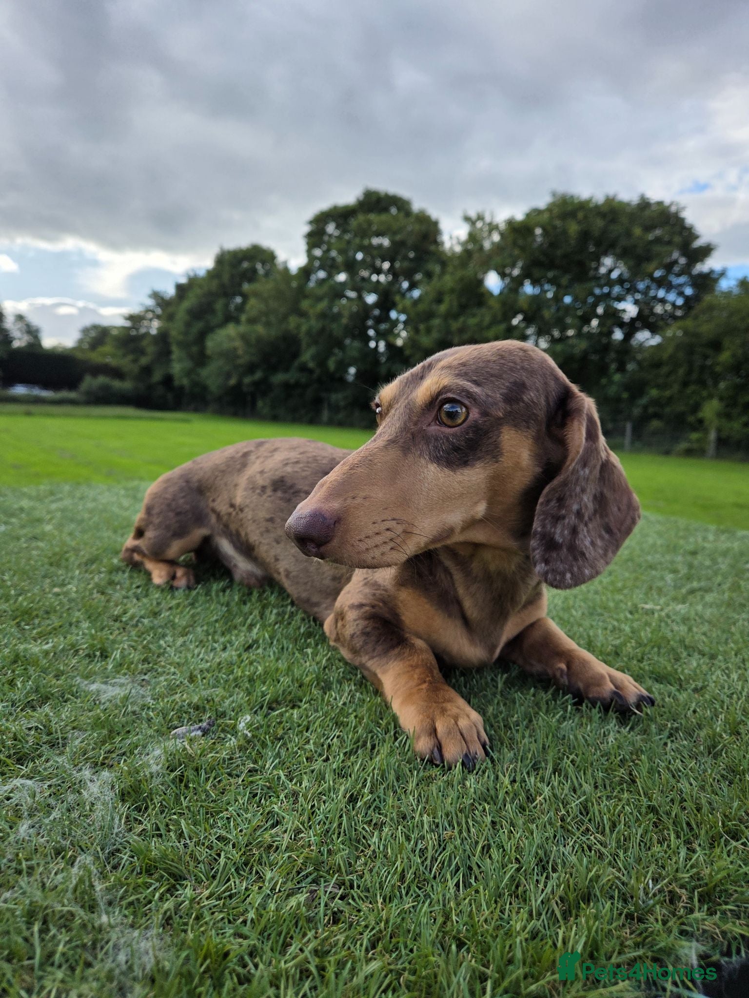 Miniature Dachshund dogs Kc Miniature  Dachshund  stud - Advert 10