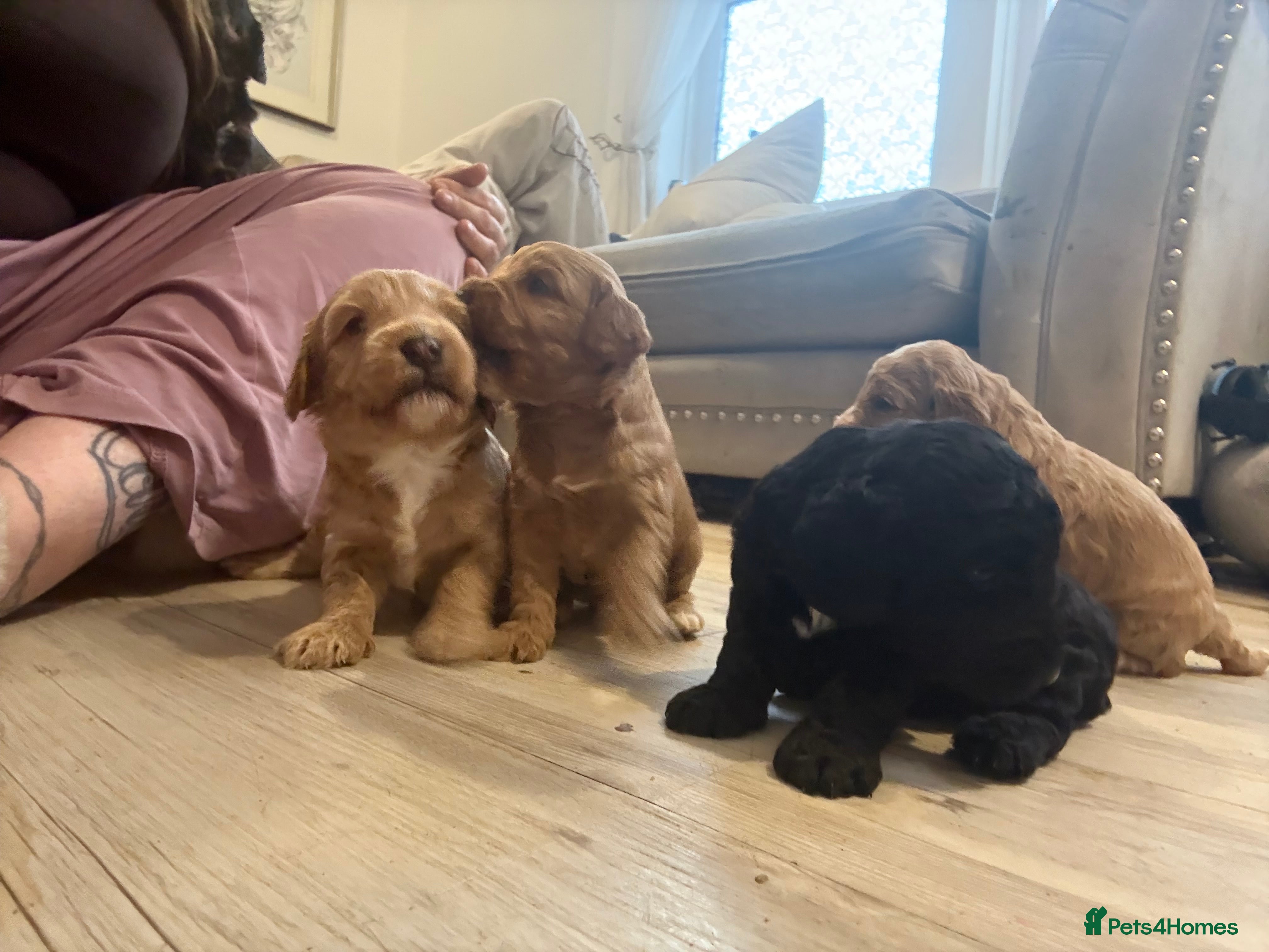 Cavapoo dogs Taking Viewings 24/12 f2 cavapoo girls and boys  - Advert 9
