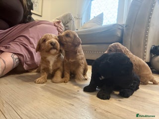 Cavapoo dogs Taking Viewings 24/12 f2 cavapoo girls and boys - Advert 9