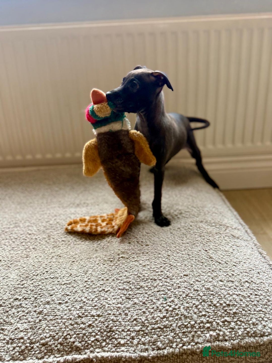 Italian Greyhound dogs for sale: 🐾kc registered Italian greyhound puppies 🐾 - Advert 7