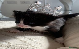 British Shorthair cats for sale: Dutchuss and kittens  - Image 2