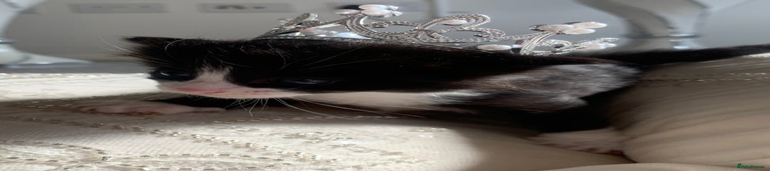 British Shorthair Kitten 2