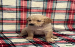 Golden Retriever dogs for sale: KC Registered Golden Retrievers  - Image 12