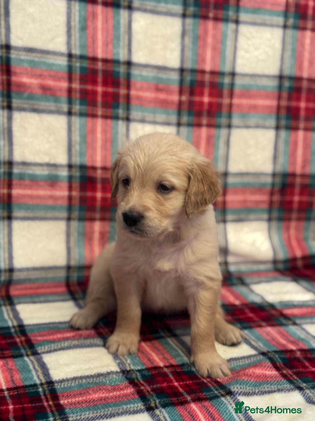 Golden Retriever dogs for sale: KC Registered Golden Retrievers  - Image 12
