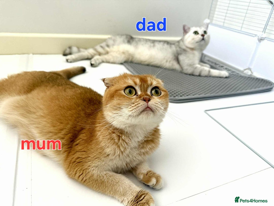 Scottish Fold cats for sale: Scottish straight/fold kittens 😸  - Image 20
