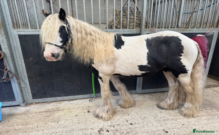 Irish Cob horses - Advert 1