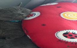 British Shorthair cats for sale: Two Beautiful Kiitens - blue sh & ginger tabby  - Image 4