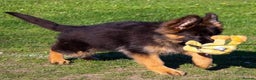 German Shepherd dogs for sale: 💥Champion🩸line KC Reg GermanShepherd puppy’s GSD - Advert 9