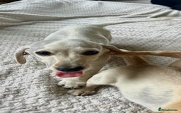 Miniature Dachshund dogs for sale: ♦️Mixed Cream Litter 🐶🌟 - Image 9