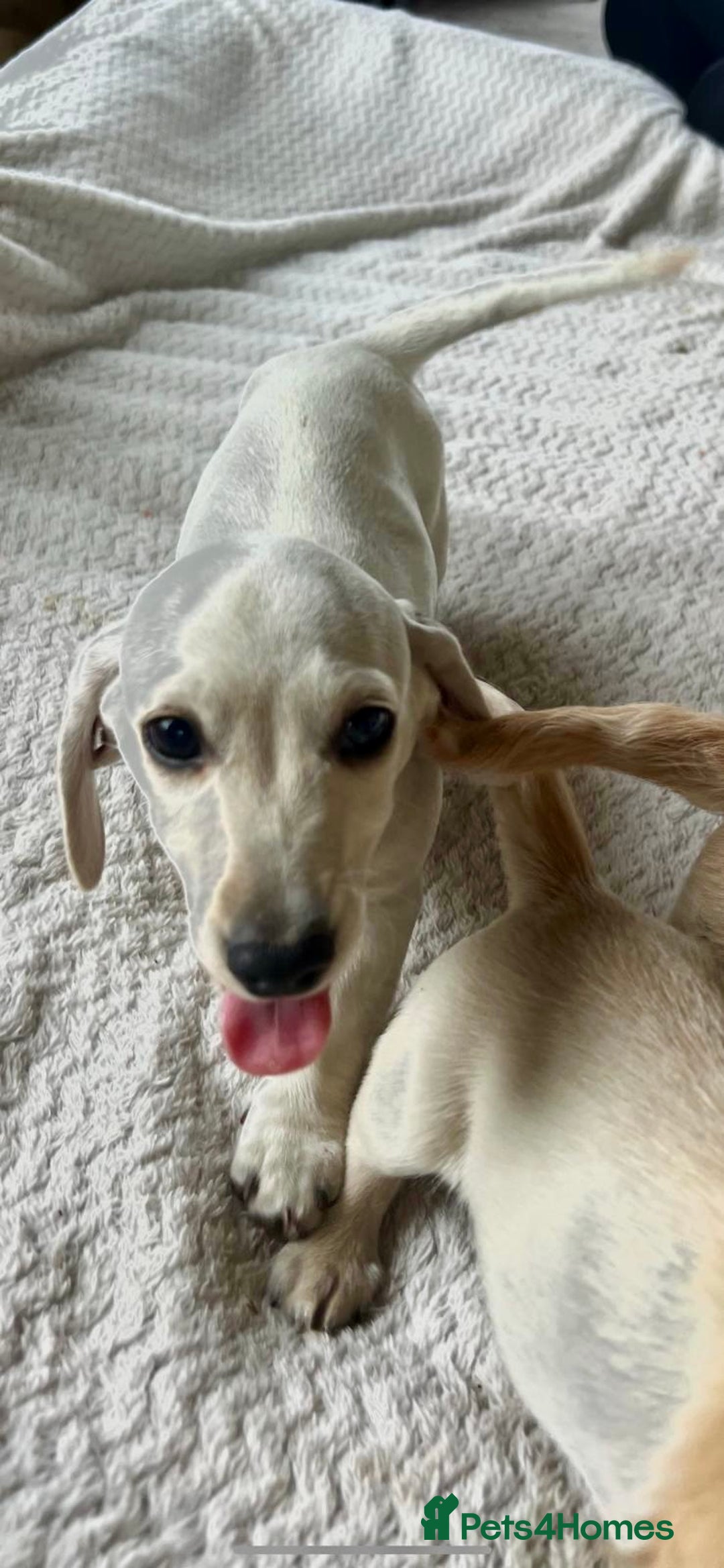 Miniature Dachshund dogs for sale: ♦️Mixed Cream Litter 🐶🌟 - Image 9