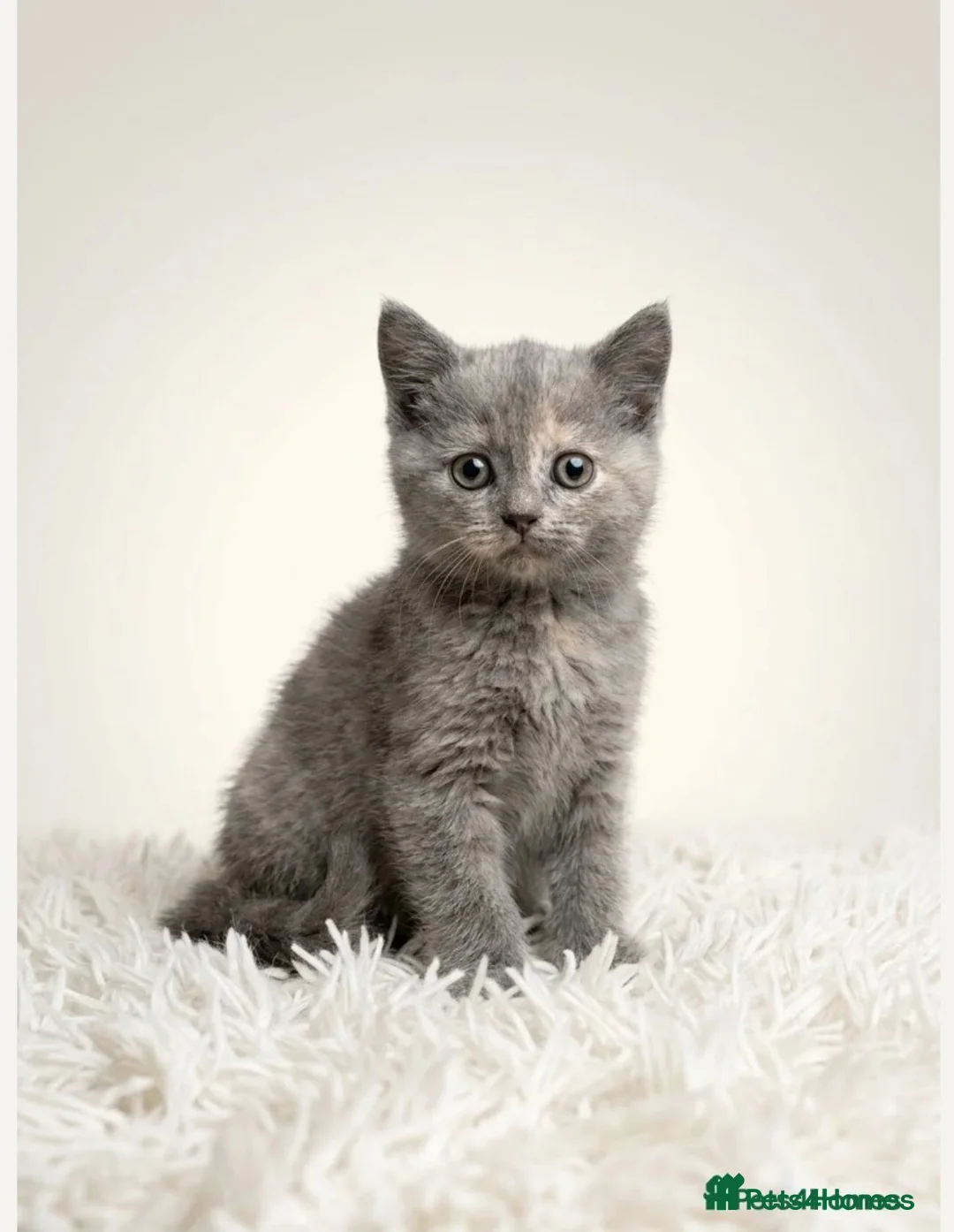 Mixed Breed cats for sale: 3 kittens  in Manchester - Advert 2