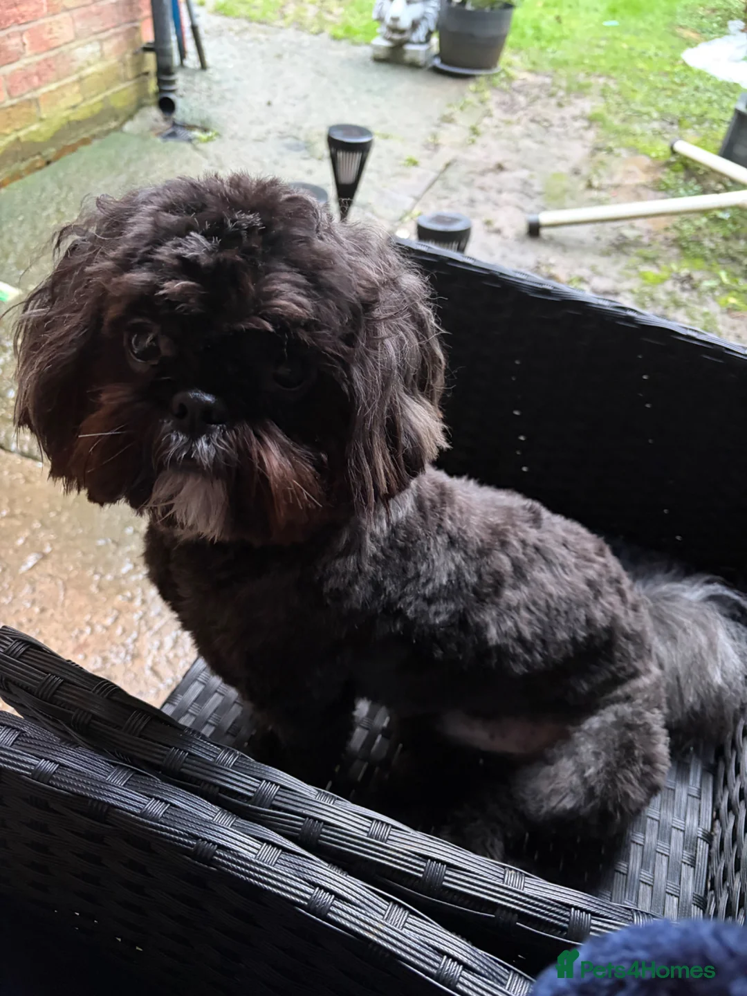 Shih Tzu dogs for sale: Shih Tzu Teddy KC reg  in Oswestry - Advert 2