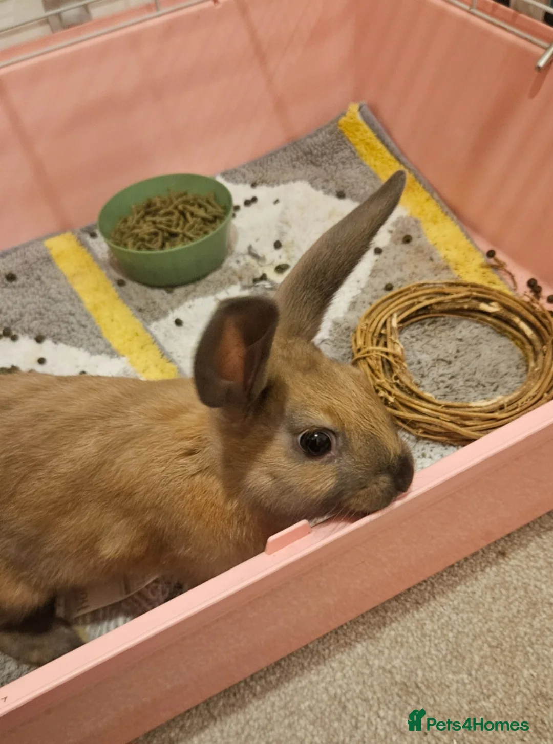 Mixed Breed rabbits for sale: Beautiful bunny for sale  - Advert 3