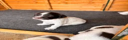 English Springer Spaniel dogs for sale: Working Springer Spaniel Puppies - Advert 4