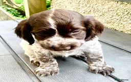 Cocker Spaniel dogs for sale: Working Cocker Spaniels. - Image 13