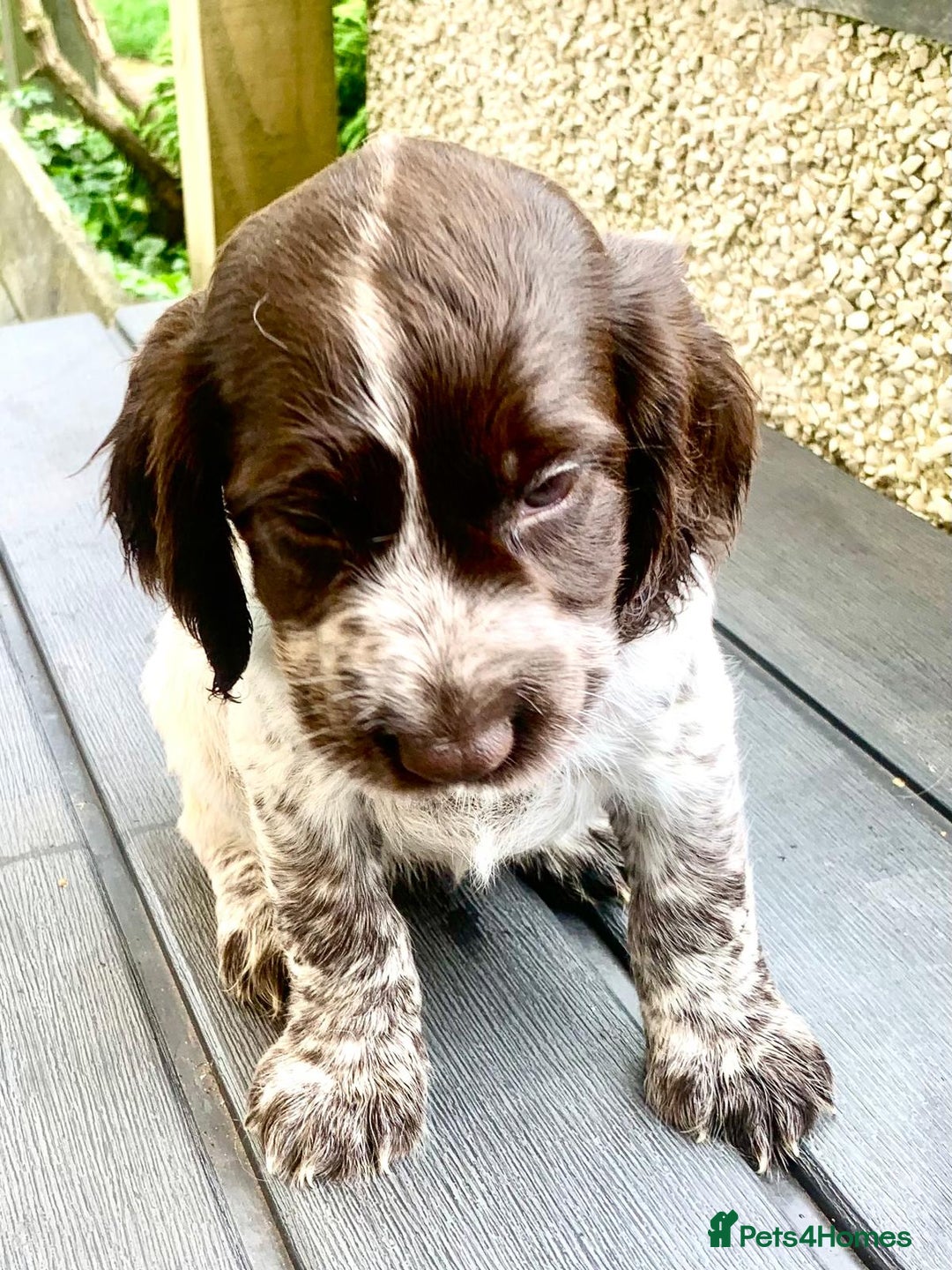 Cocker Spaniel dogs for sale: Working Cocker Spaniels. - Image 13