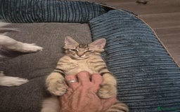 Maine Coon cats for sale: Maine Coon (parents not registered) READY TO LEAVE - Image 1