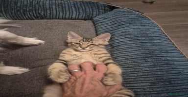 Maine Coon cats - Advert 11