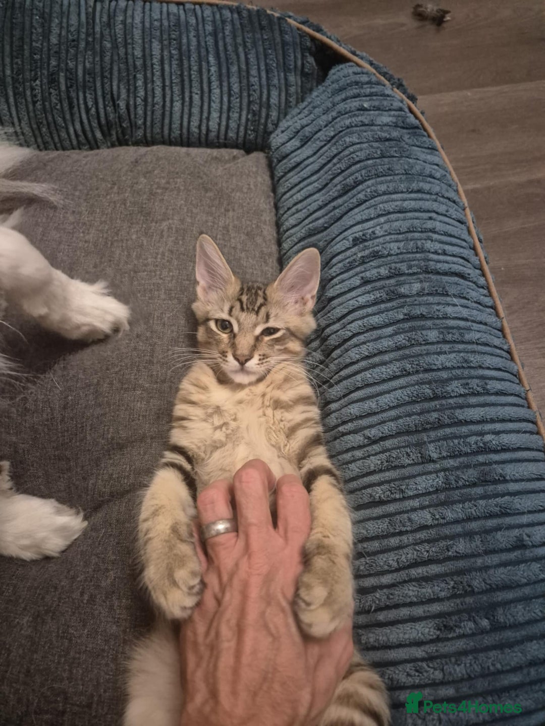 Maine Coon cats for sale: Maine Coon (parents not registered) READY TO LEAVE - Image 1