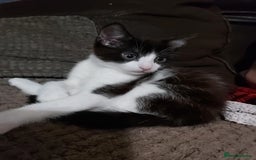 Mixed Breed cats for sale: Princess looking for a castle - Image 4